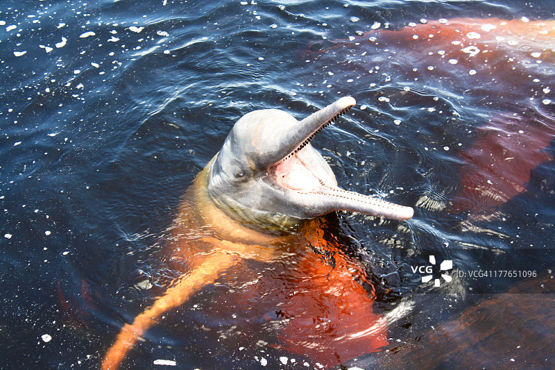 亚马逊粉红河豚，2012年图片素材