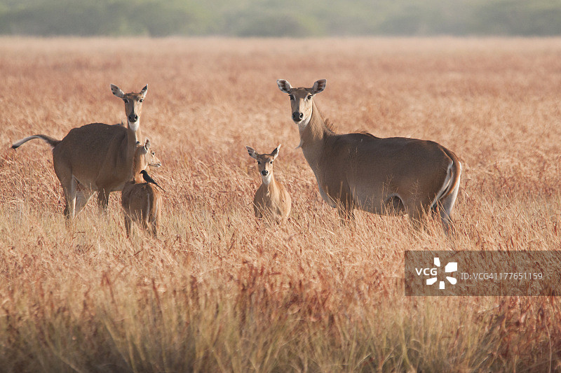 母牛和小牛图片素材
