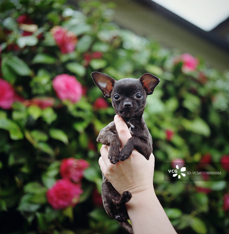 手持吉娃娃图片素材