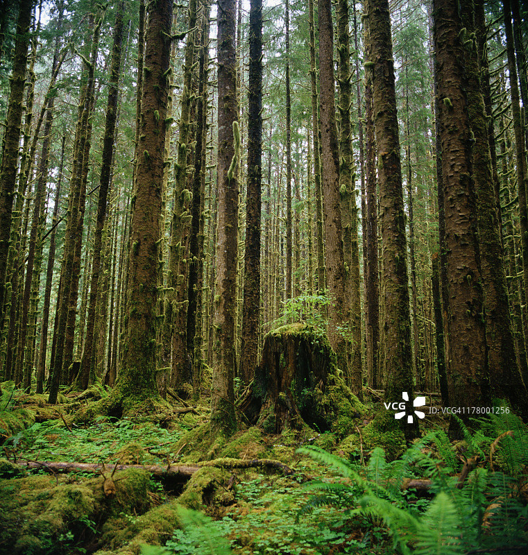 热带雨林中的蕨类植物和树桩图片素材
