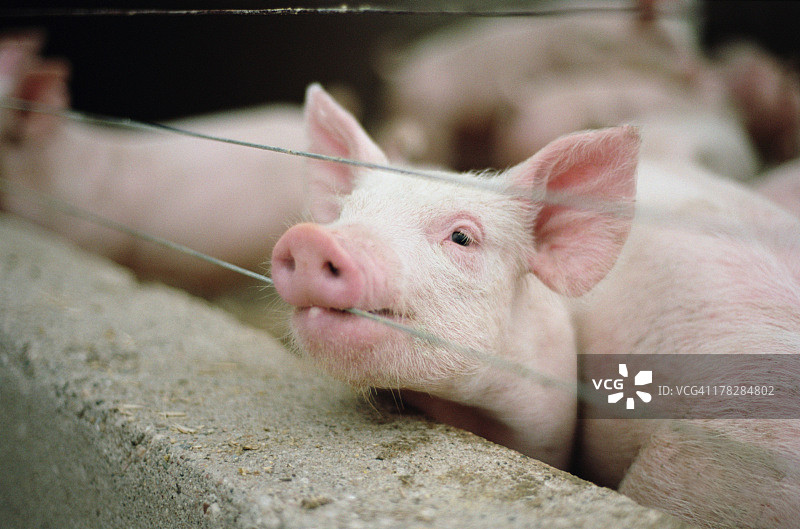 小猪啃咬围栏的电线图片素材