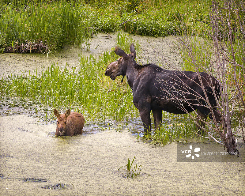 驼鹿妈妈照看着她的宝宝图片素材