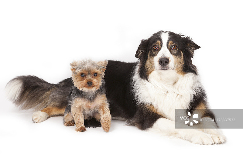 约克夏犬和澳大利亚牧羊犬图片素材