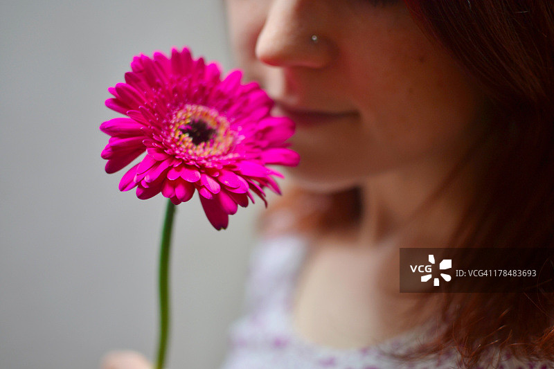 粉红色的非洲菊图片素材