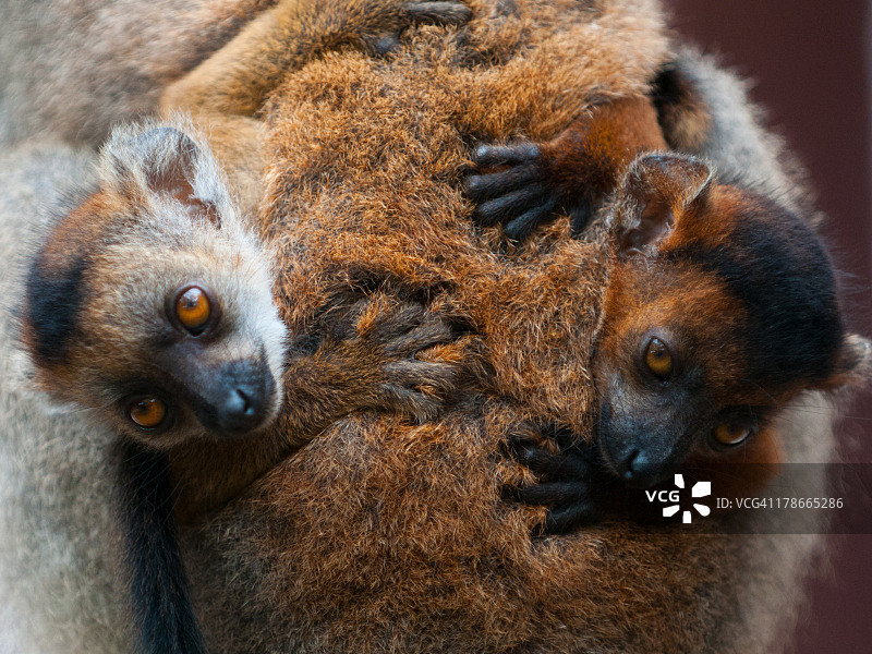 小狐猴挂在妈妈身上图片素材