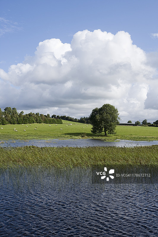 香农河沿岸的树木和草地图片素材
