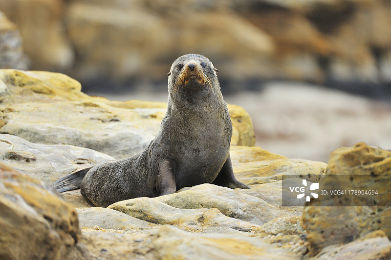 新西兰海狗，Arctocephalus forsteri图片素材
