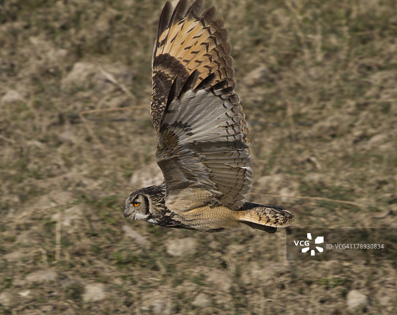 印度雕鸮图片素材
