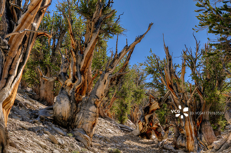 玛土撒拉树林图片素材