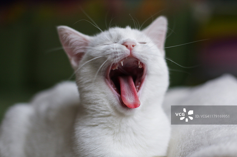 打哈欠图片素材