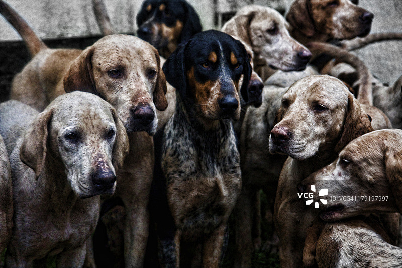 最佳狗狗图片素材