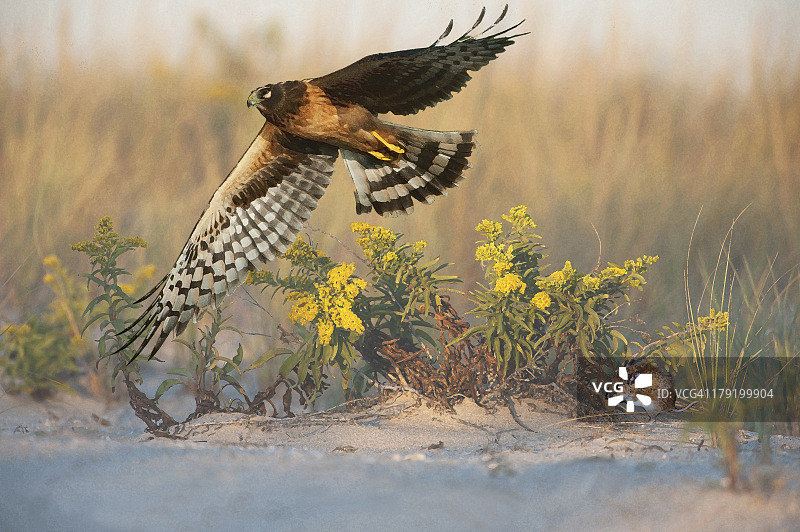 在沙丘栖息地狩猎的北鹞图片素材