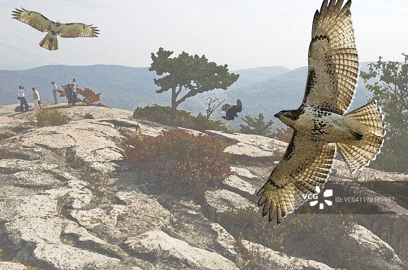 山顶翱翔的红尾鹰图片素材