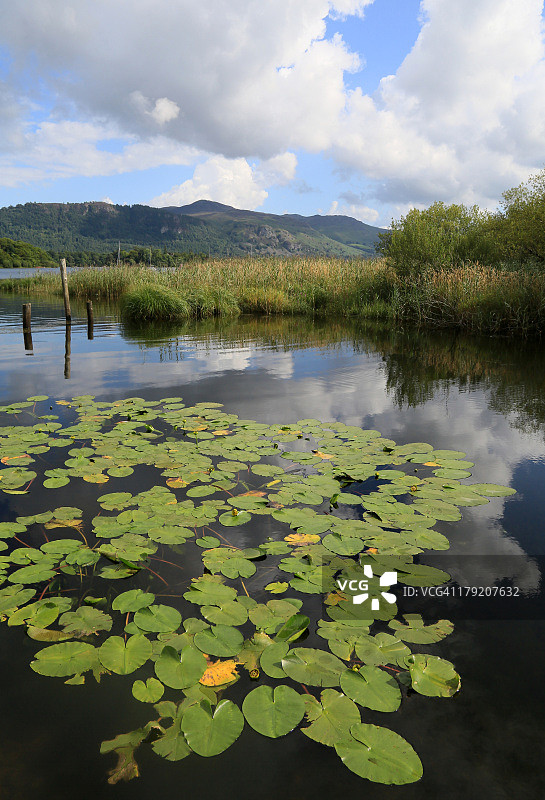 德温特湖睡莲图片素材