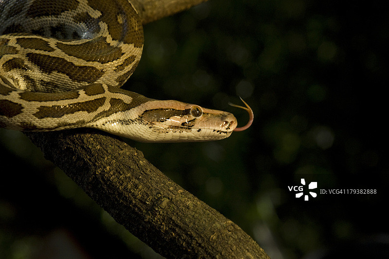 印度岩蟒图片素材