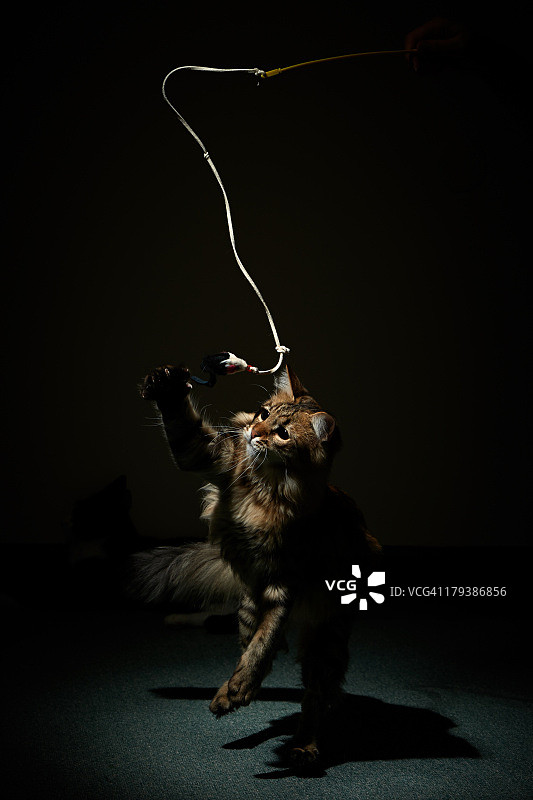 在狭窄的光线下追逐绳子的猫图片素材