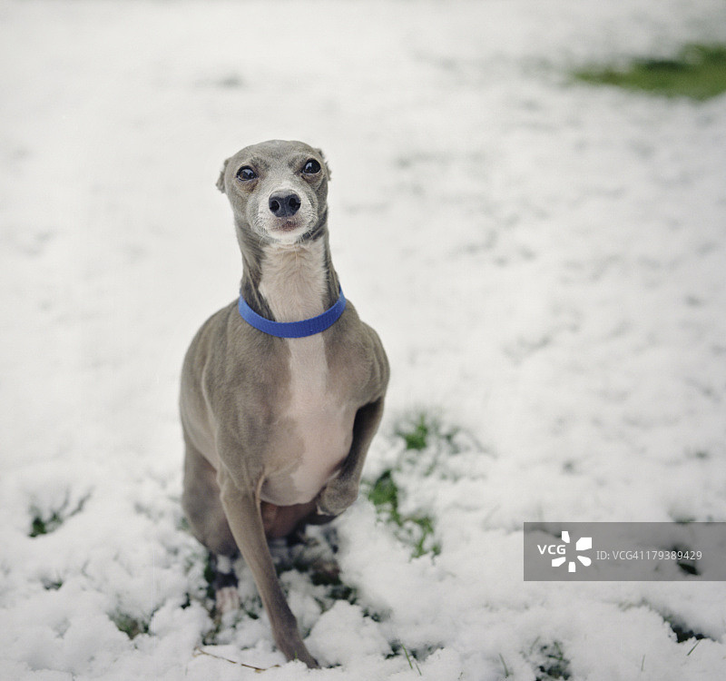 雪地里的意大利灵缇犬图片素材