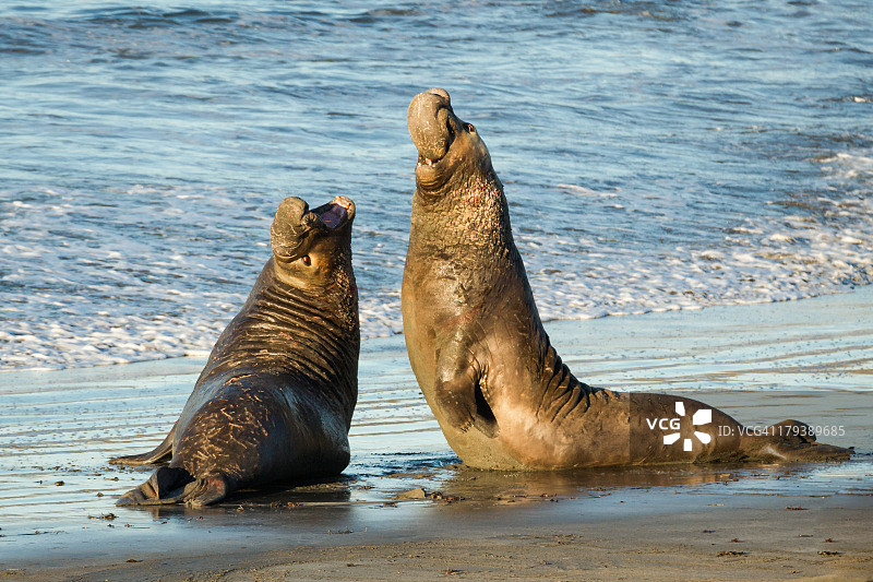 两头象海豹在海滩上争斗图片素材