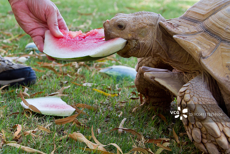 正在吃西瓜的非洲沙漠龟图片素材