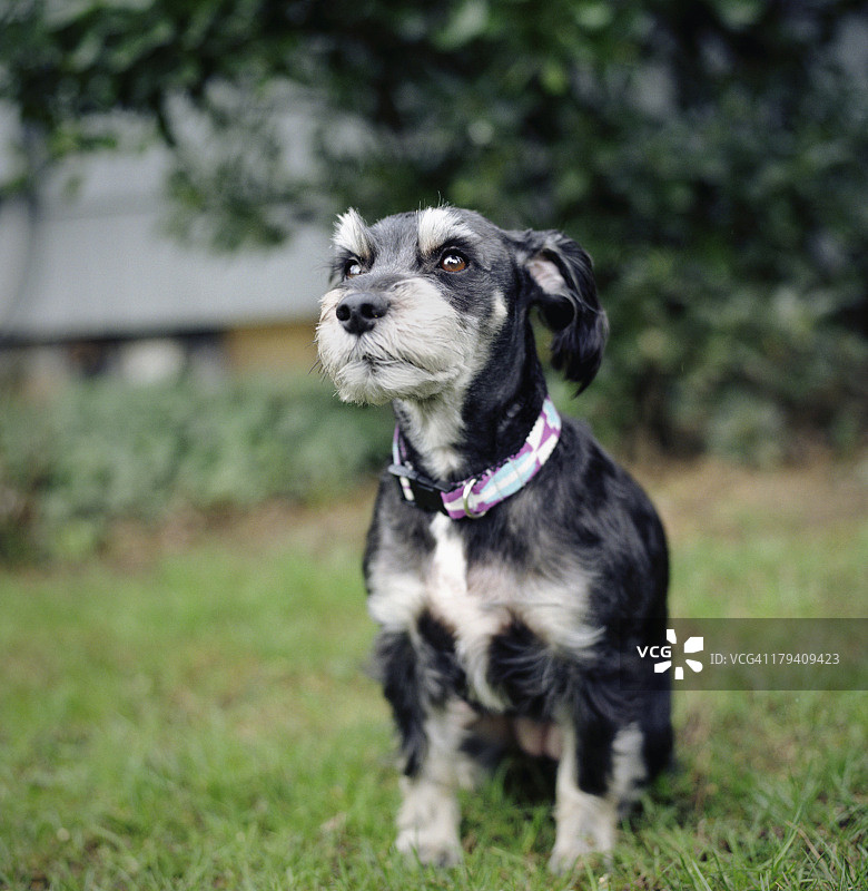 草坪上的迷你雪纳瑞图片素材