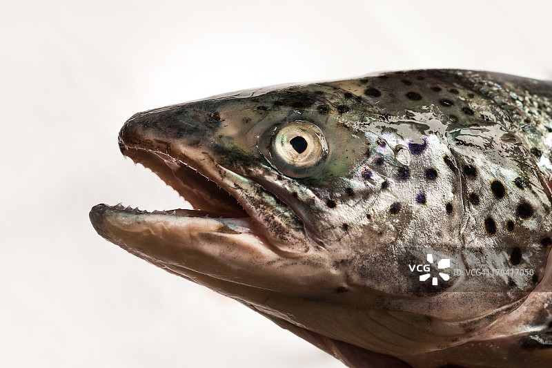 水煮三文鱼图片素材