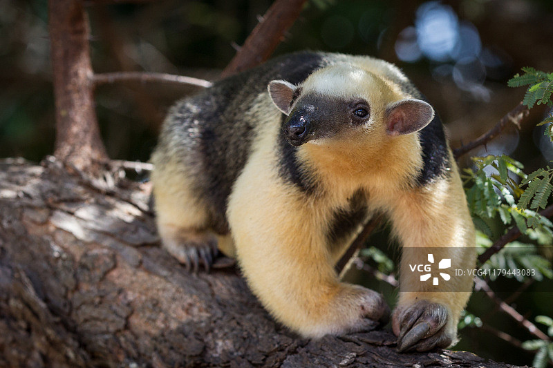 南部小食蚁兽图片素材