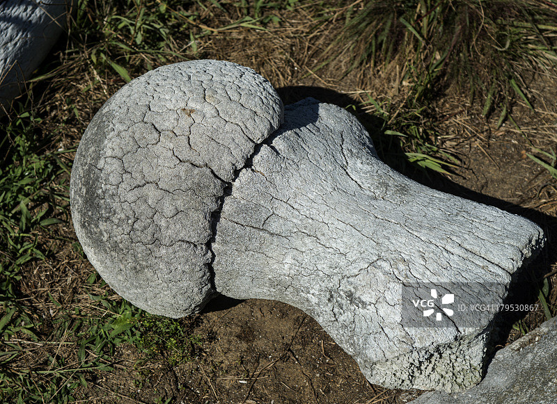 复古鲸鱼骨骼 - 韦尔夫利特野生动物保护区图片素材