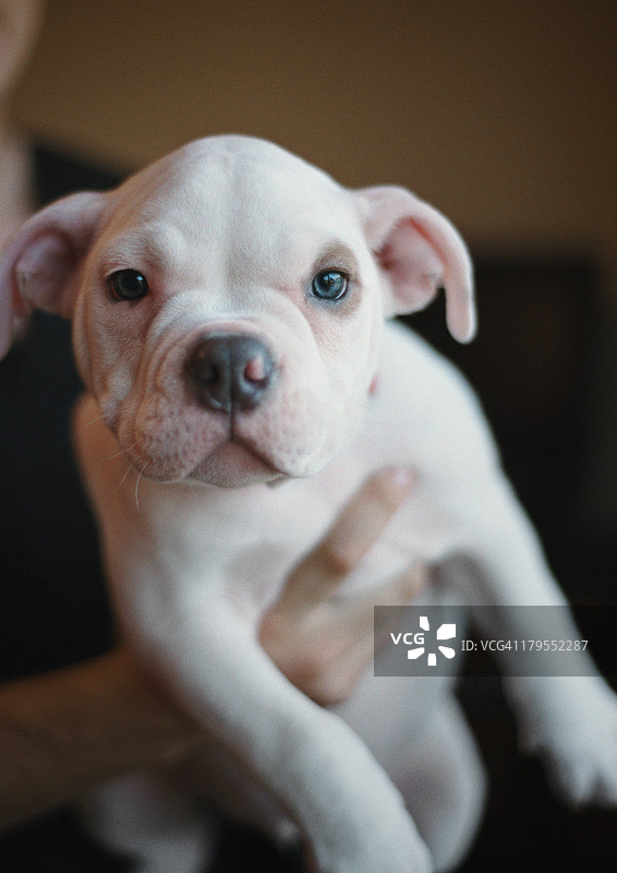 怀抱中的小狗图片素材