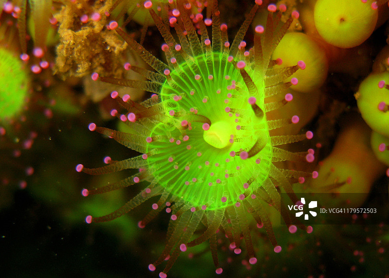 绿海葵图片素材