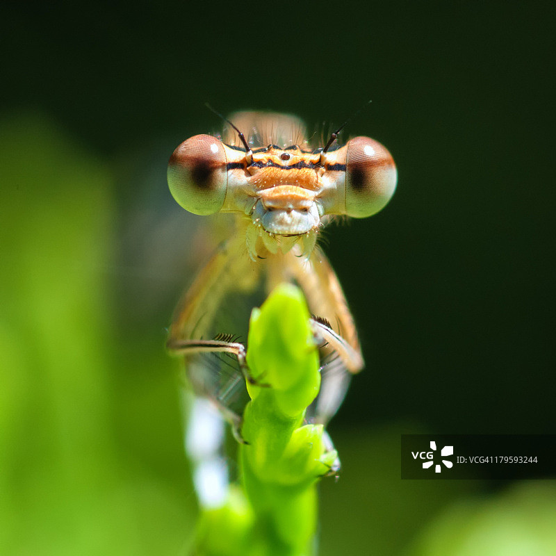 蜻蜓图片素材