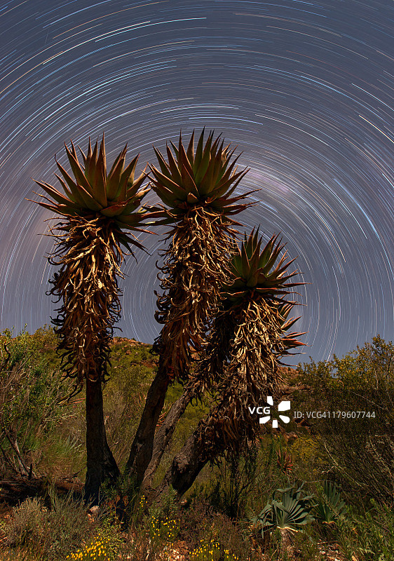非洲芦荟星轨图片素材