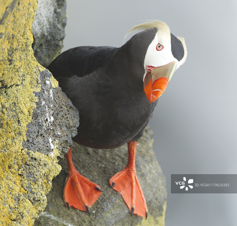 悬崖上看着镜头的簇绒海鹦图片素材