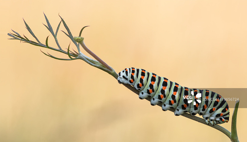 柑橘凤蝶毛虫图片素材