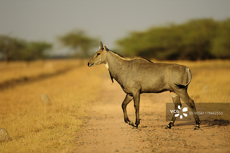 蓝牛羚图片素材