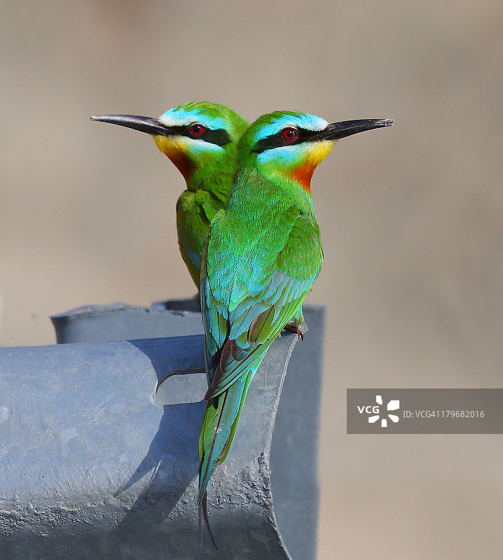蓝颊蜂虎图片素材