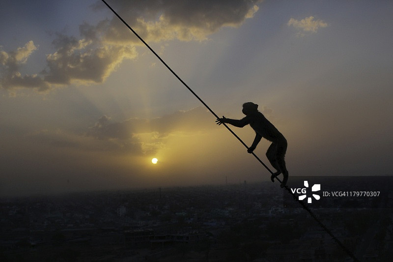 黄昏时分攀爬电缆的恒河猴剪影图片素材