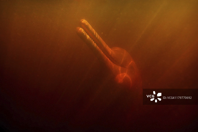 亚马逊河豚图片素材