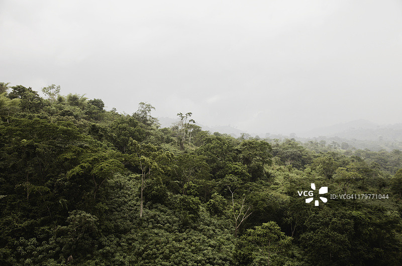 雾中森林图片素材