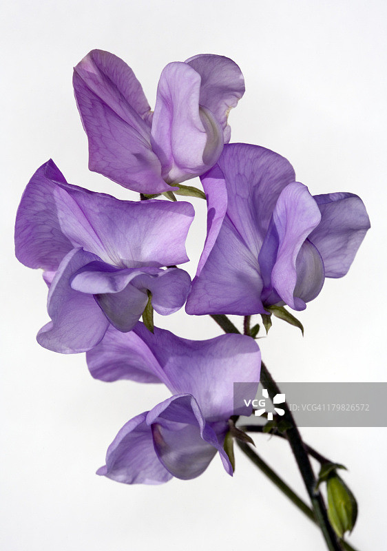 甜豌豆图片素材