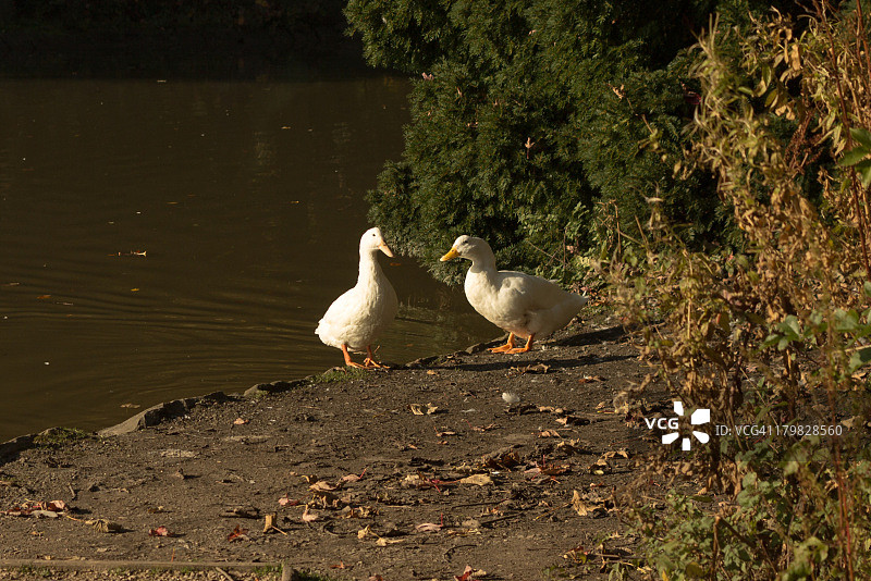 公园里的鹅图片素材