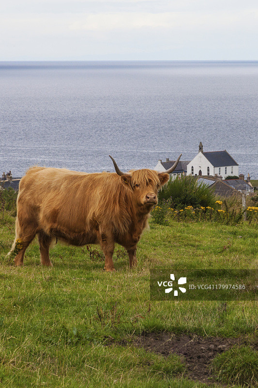 一头高地牛图片素材