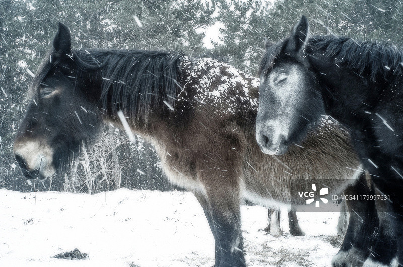 坎达奇梅马图片素材