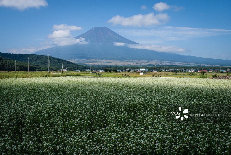 荞麦田与富士山图片素材