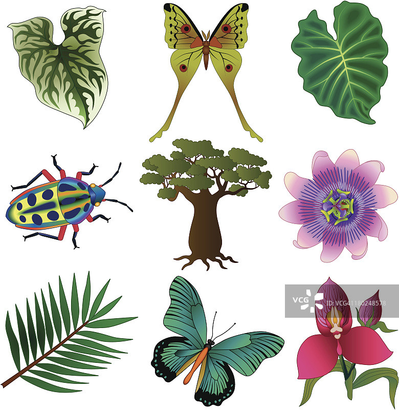 热带动植物图片素材