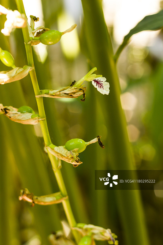 豆蔻籽图片素材