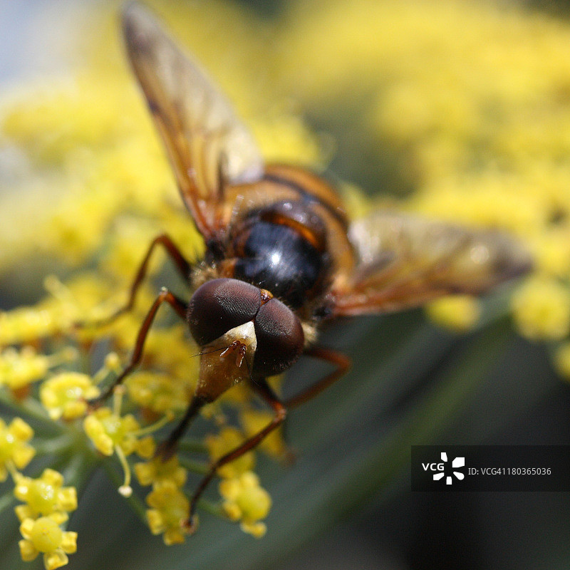 黄色花朵上的蜜蜂图片素材