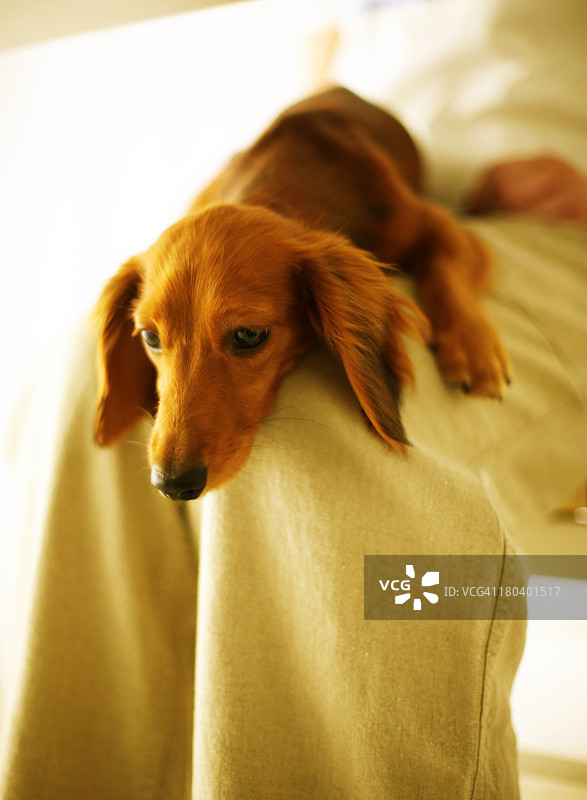 狗狗在人腿上放松图片素材