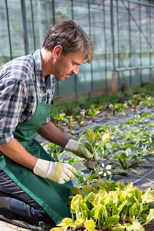 有机农民在大棚内照料幼苗图片素材