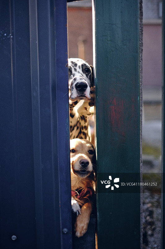 两只狗在门边图片素材