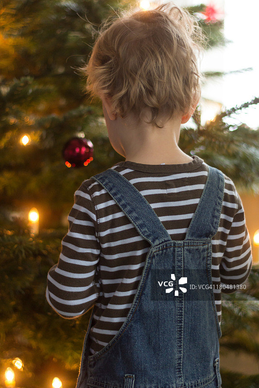 准备圣诞树图片素材